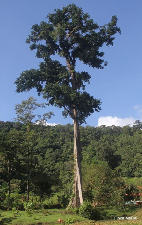 Finca Mei Tai B&B&Cacao Farm Bijagua Ngoại thất bức ảnh