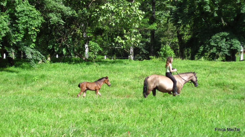 Finca Mei Tai B&B&Cacao Farm Bijagua Ngoại thất bức ảnh